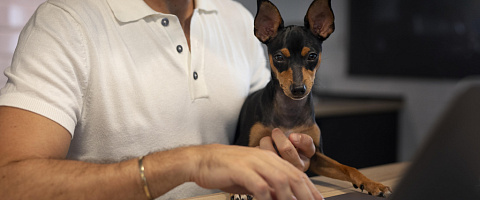 Vente Entreprises de services pour animaux for sale in Auckland City 201806