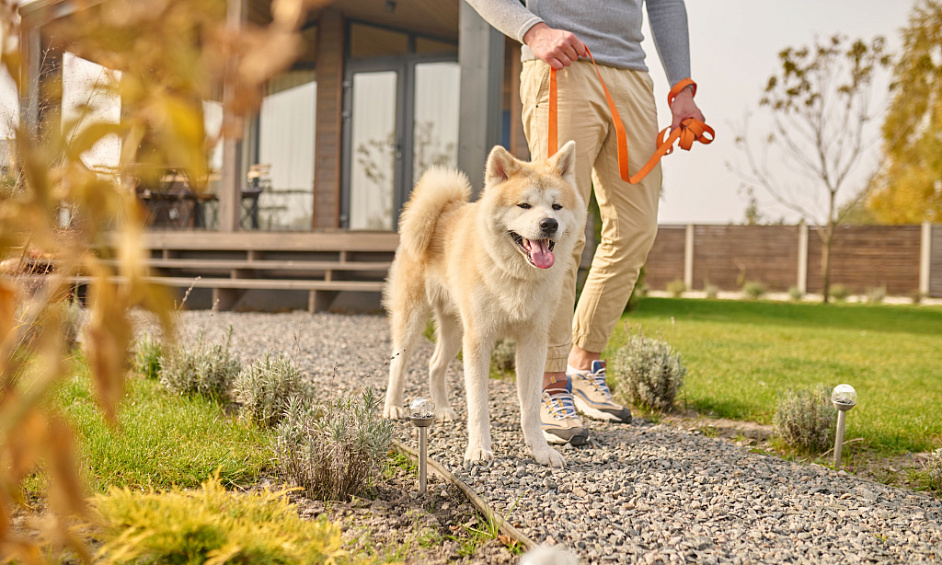Propriété de style de vie & Entreprise de garderie canine à vendre Waiuku Auckland 1