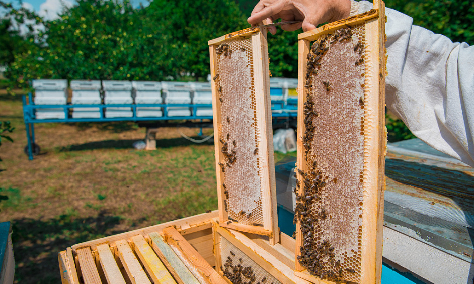 Exploitation Apicole À Vendre Région Du Grand Auckland 1