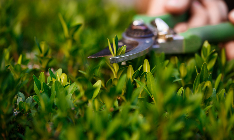 Services De Pelouse Et De Jardin Franchise À Vendre Baie Des Îles 1