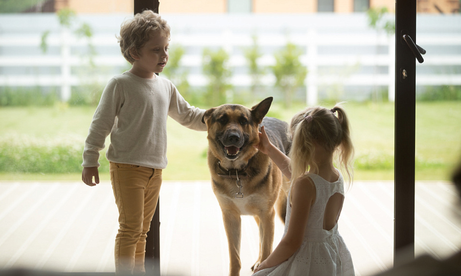 Entreprise de garderie pour chiens à vendre Bay of Plenty 1