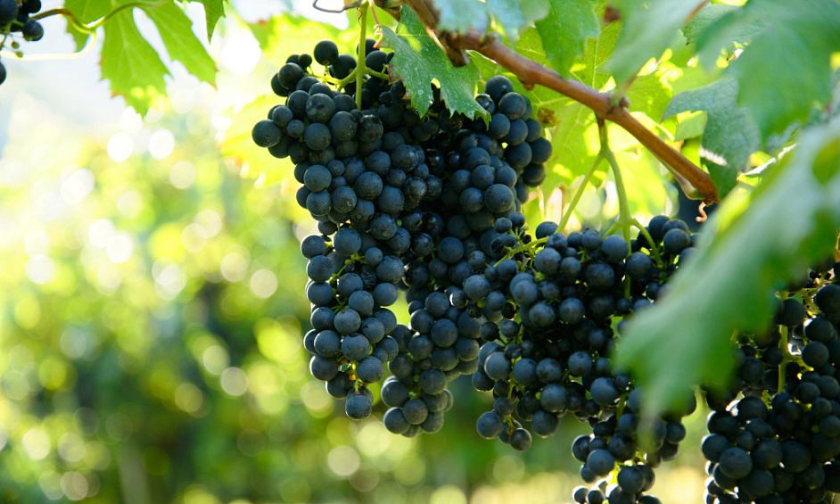 Préqualifié Par Un Prêteur, Domaine Viticole Primé En Nouvelle-Zélande À Vendre 1